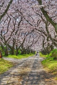 円応寺　桜①